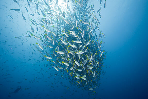 Shoal of Robust Fusilier