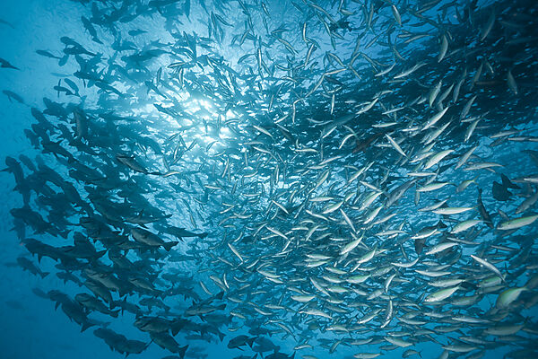 Shooling Black Snapper and Fusiliers