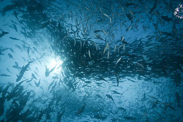 Shooling Black Snapper and Fusiliers