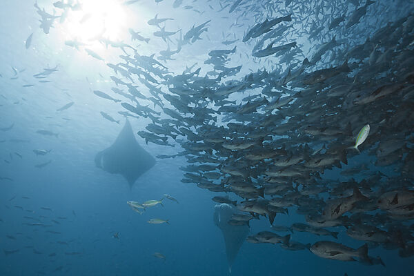 Mantas and Black Snapper Shoal