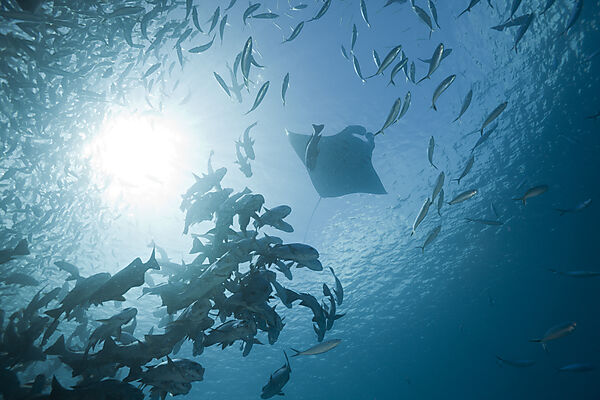Mantas and Black Snapper Shoal