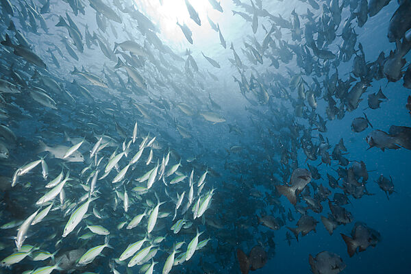 Shooling Black Snapper and Fusiliers and Rudderfishes