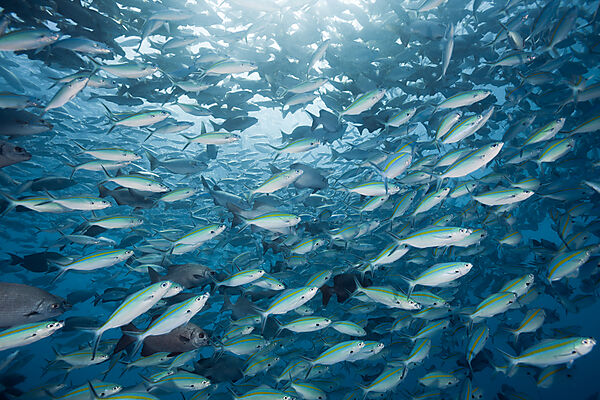 Schooling Rudderfish and Gold-banded Fusiliers