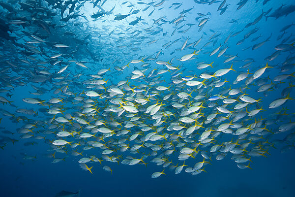 Shoal of Robust Fusilier
