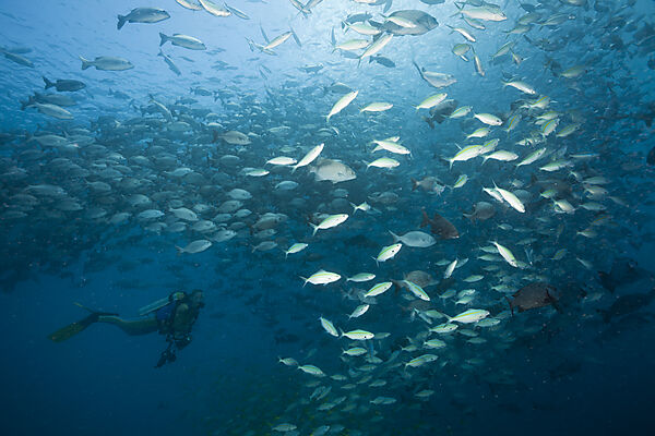Schooling Rudderfish and Gold-banded Fusiliers