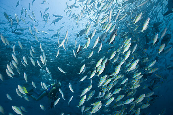 Diver and Shoal of Rudderfish and Gold-banded Fusiliers