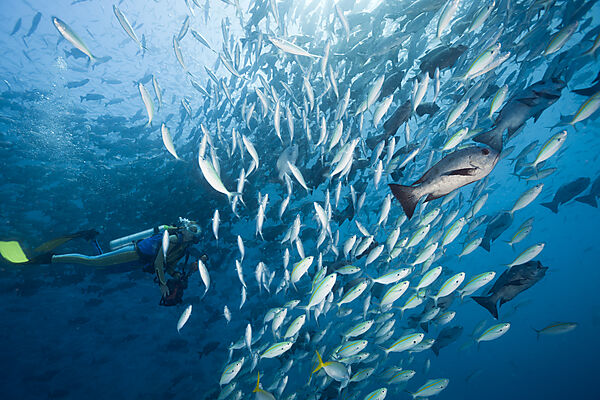 Diver and schooling Gold-banded Fusiliers and Black Snapper