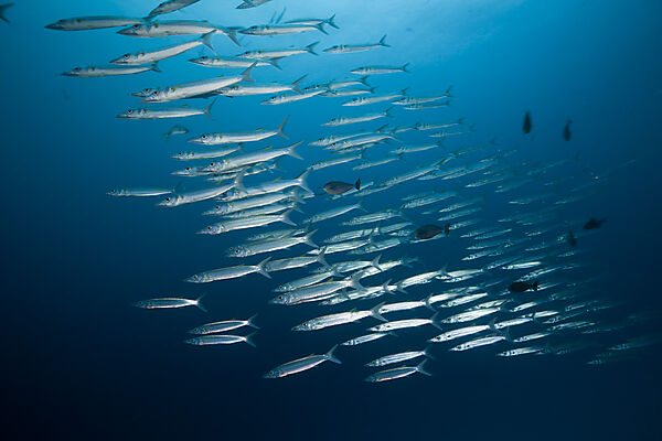 Schooling Yellowtail Barracuda