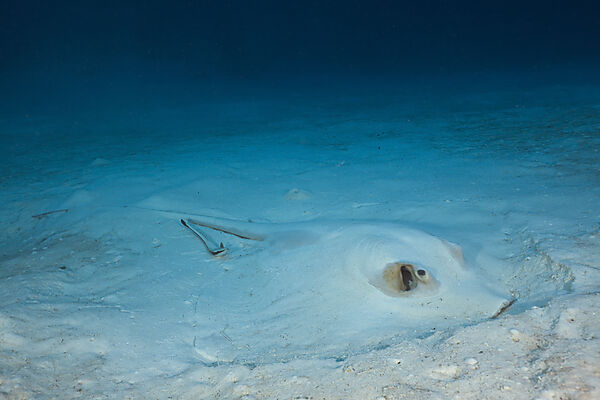 Feathertail Sting Ray