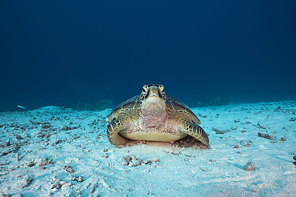 Green Turtle