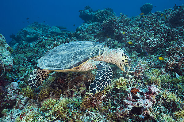 Feeding Hawksbill Turtle