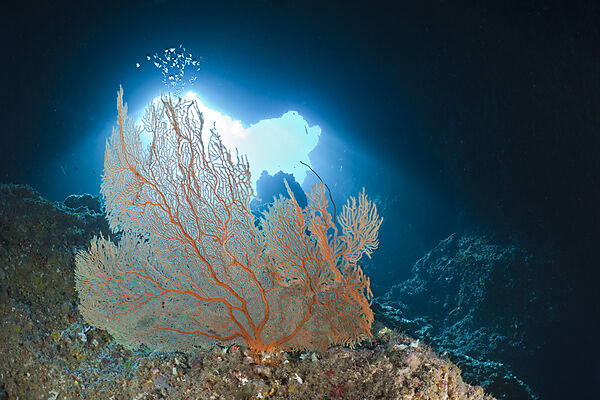 Sea Fan at Entrance of Blue Hole Cave