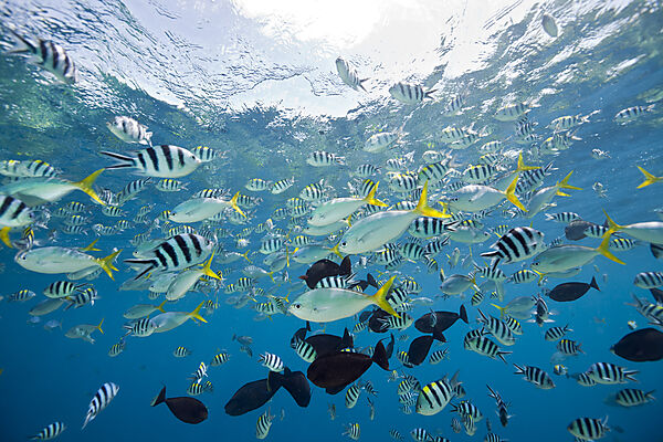 Colorfully schooling Fishes