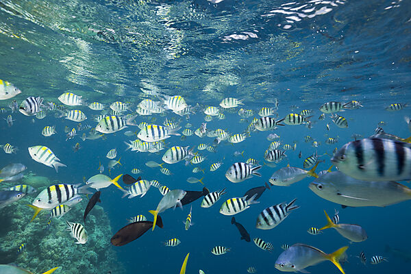 Colorfully schooling Fishes