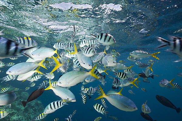 Colorfully schooling Fishes
