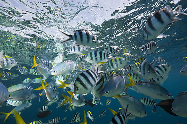 Colorfully schooling Fishes