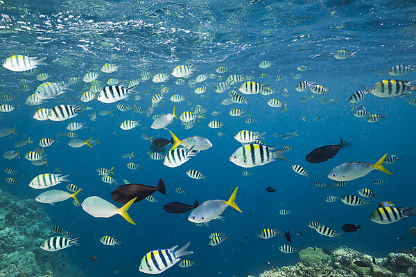 Shoal of Coral Fishes