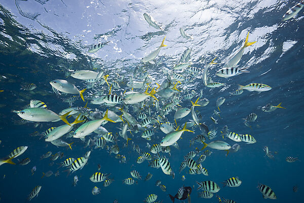 Shoal of Coral Fishes