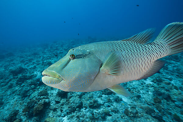 Napoleon Lippfisch