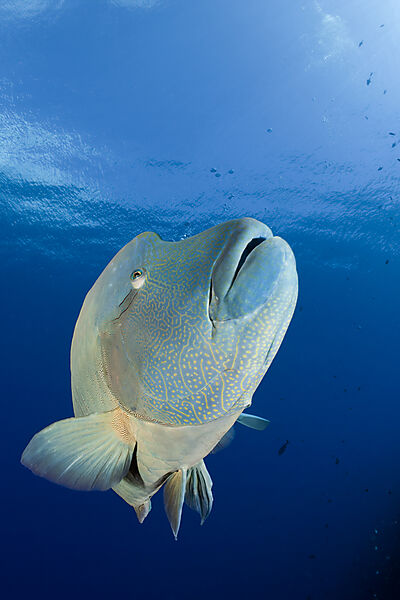 Napoleon Lippfisch