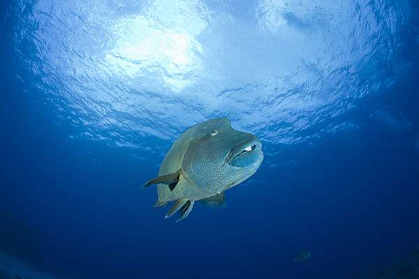 Napoleon Lippfisch