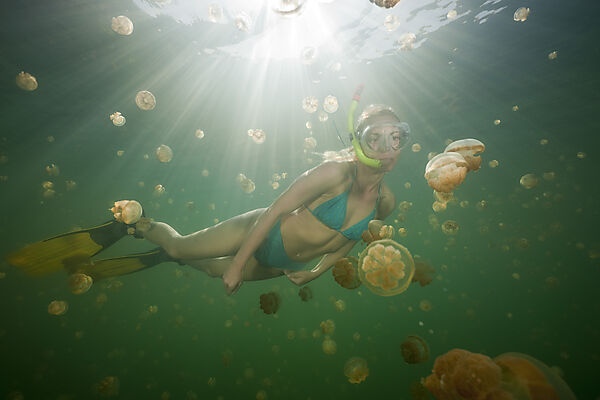 Schwimmen mit harmlosen Quallen