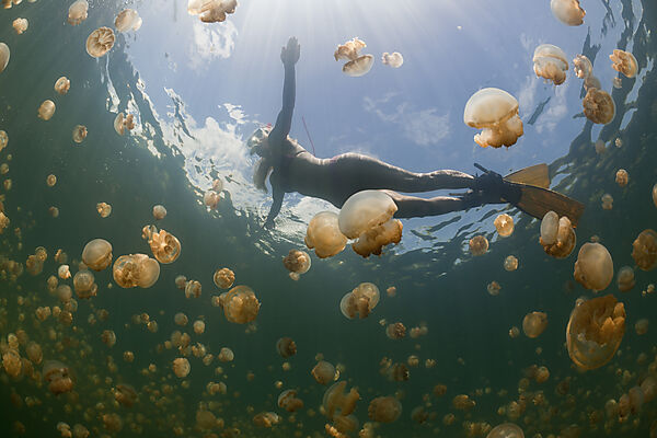 Schwimmen mit harmlosen Quallen