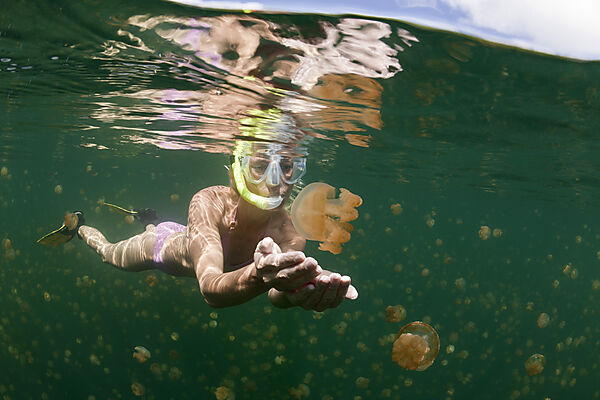 Schwimmen mit harmlosen Quallen