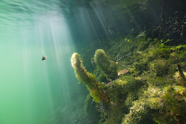 Mangrovenbereich in Quallensee