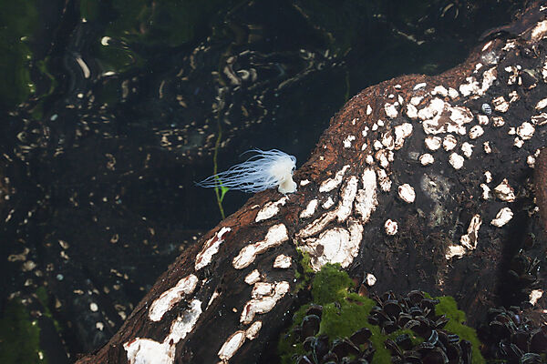 Anemone in Mangroven