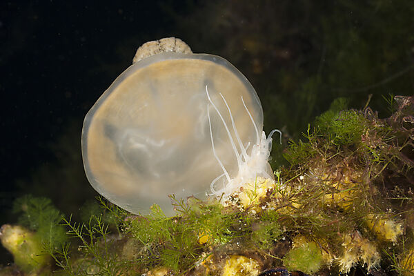 Anemone frisst Qualle