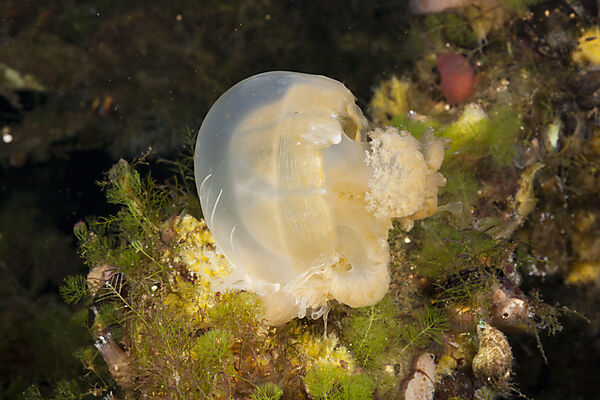 Anemone frisst Qualle