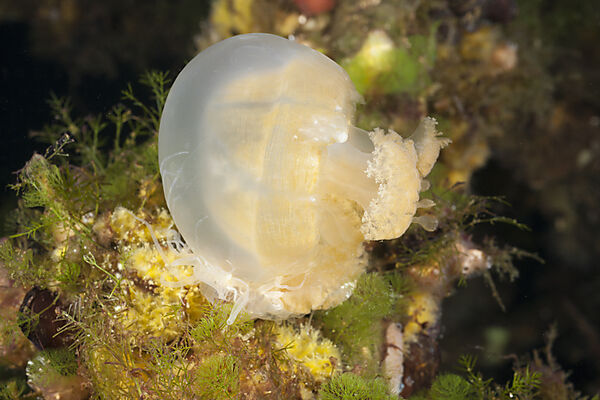 Anemone frisst Qualle