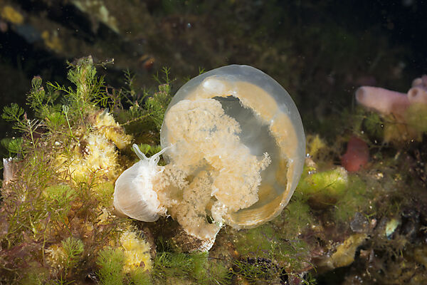 Anemone frisst Qualle