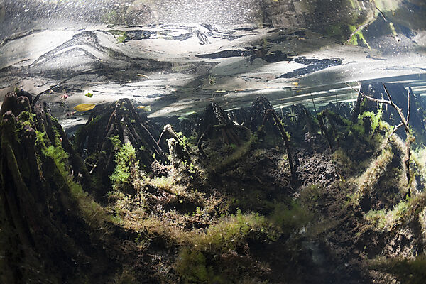 Mangrovenbereich in Quallensee