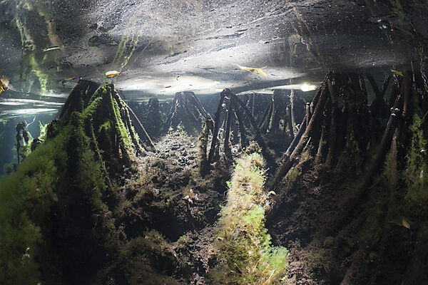 Mangrovenbereich in Quallensee