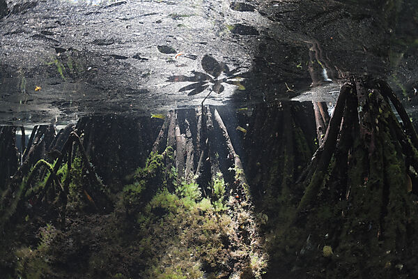 Mangrovenbereich in Quallensee