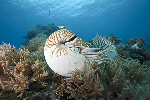 Nautilus Perlboot