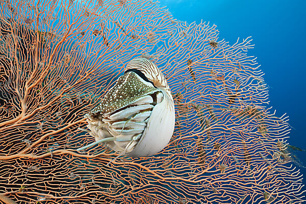 Nautilus Perlboot
