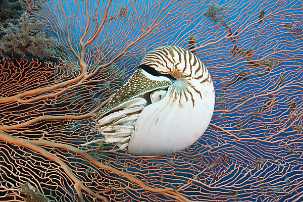 Nautilus Perlboot