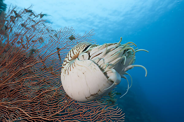 Nautilus Perlboot