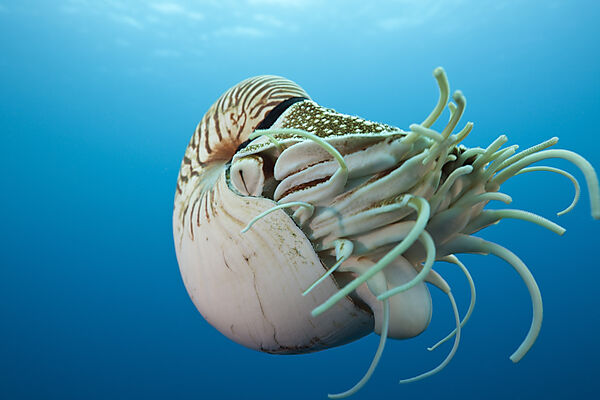 Nautilus Perlboot