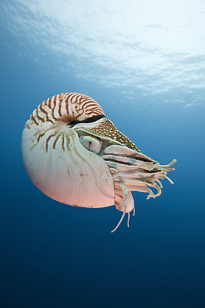 Nautilus Perlboot