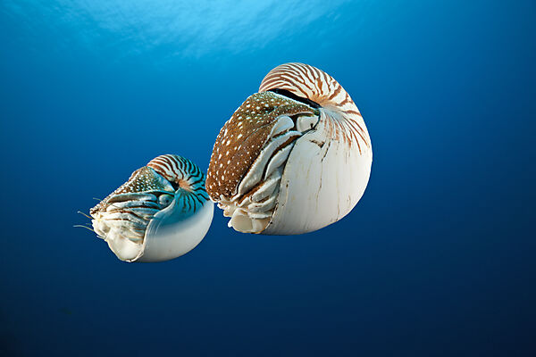 Paar Nautilus Perlboot