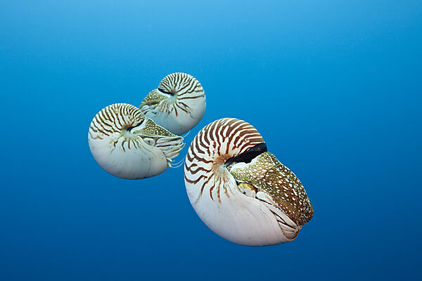 Drei Nautilus Perlboote