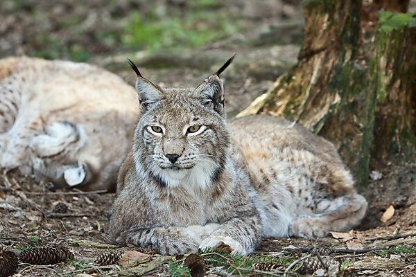 Eurasian Lynx