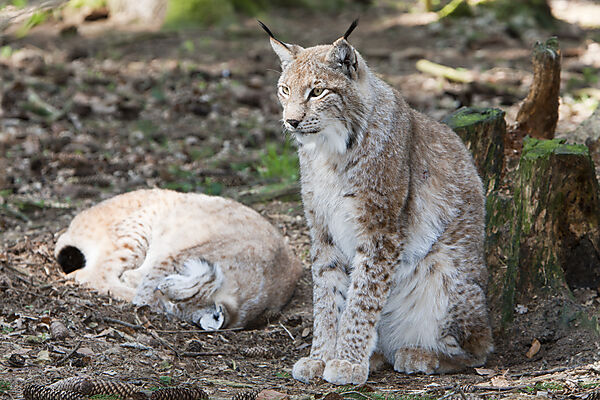 Eurasian Lynx