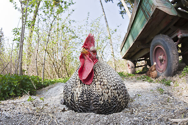 Cock, Rooster