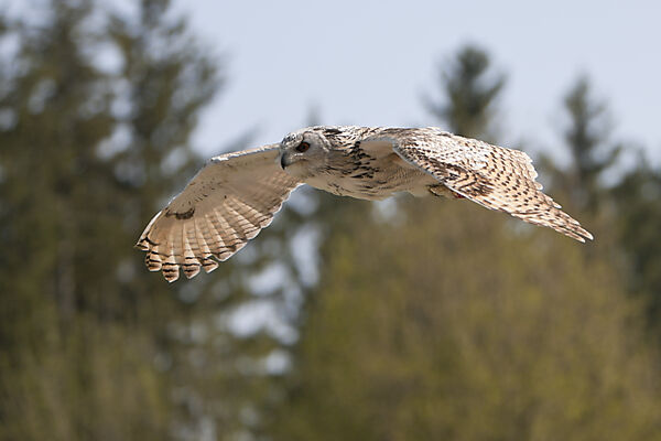 Eagle-Owl flying