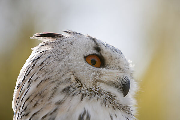 Eagle-Owl Head